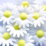 Wafer daisies - Pack of 10