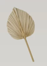 Large dried palm leaf - Image 2